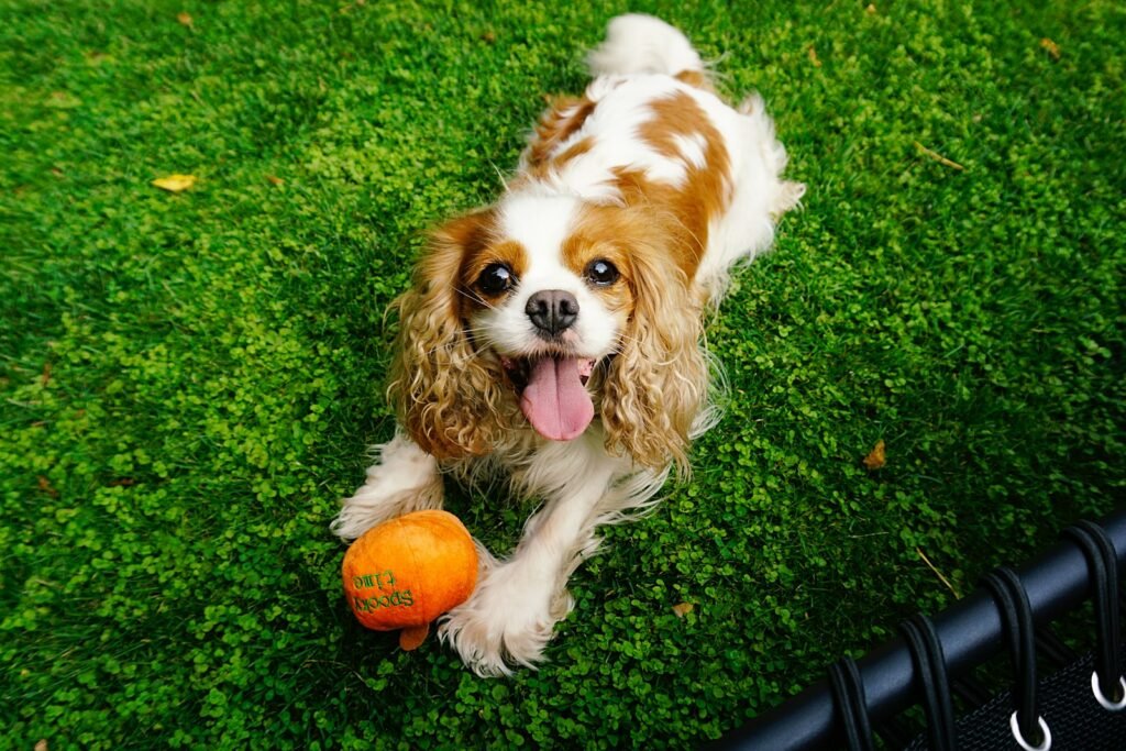 A brown and white dog laying on top of a lush green field