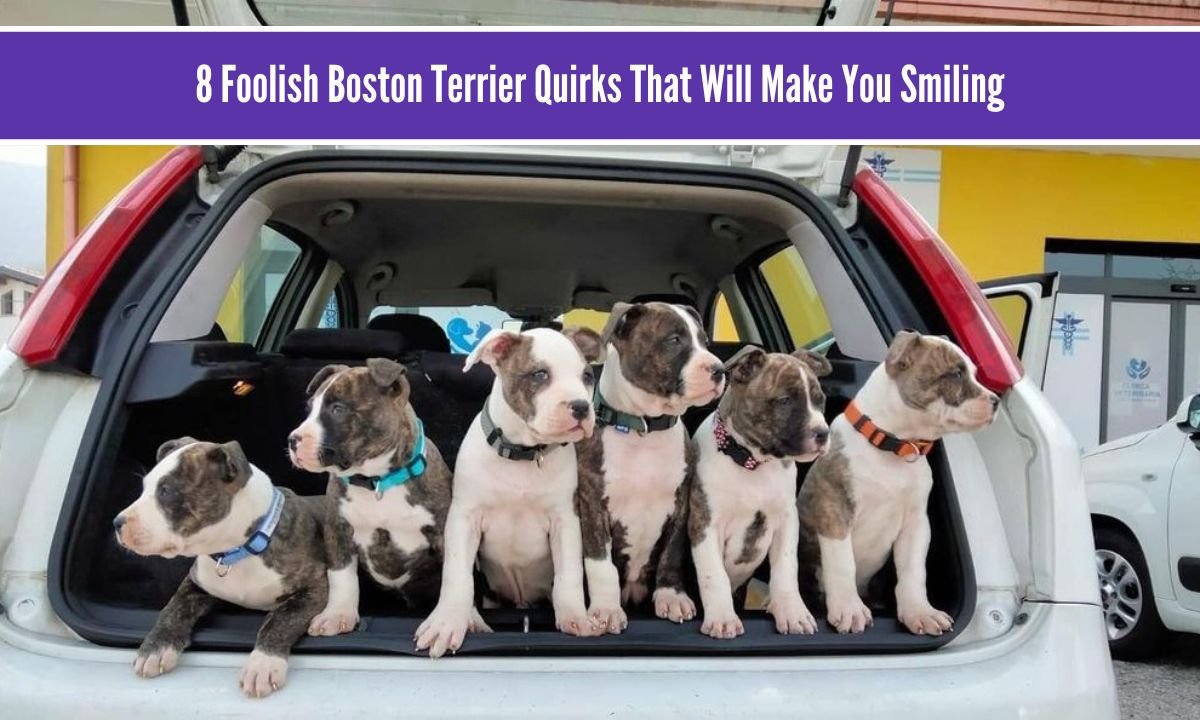 Boston Terriers