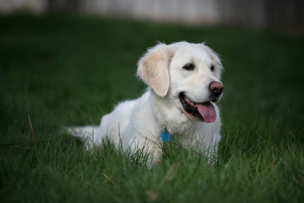 selective focus photography of white dog